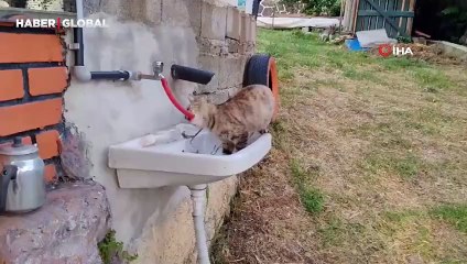 Çeşmeden su içen kedi 'Yıldız' hareketleri ile gülümsetti