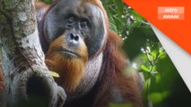 Orang utan rawat luka sendiri guna tumbuhan