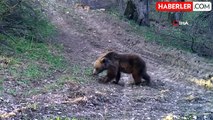 Anne Ayı ve Yavrusu Fotokapana Yakalandı