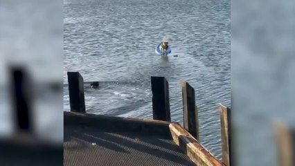 Un perro salva a otro varado en una tabla de surf