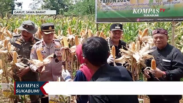 Pemasok Jagung Terbesar, Garut Lakukan Panen Raya Jagung