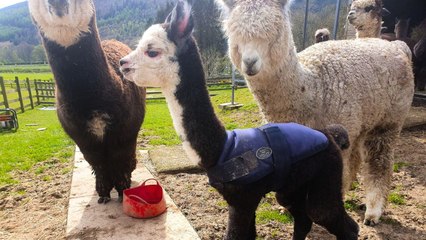 Baby alpaca born with "floppy ears" receives treatment to straighten them