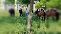 Görüntüler Bursa'dan... Başıboş atlar caddede dörtnala