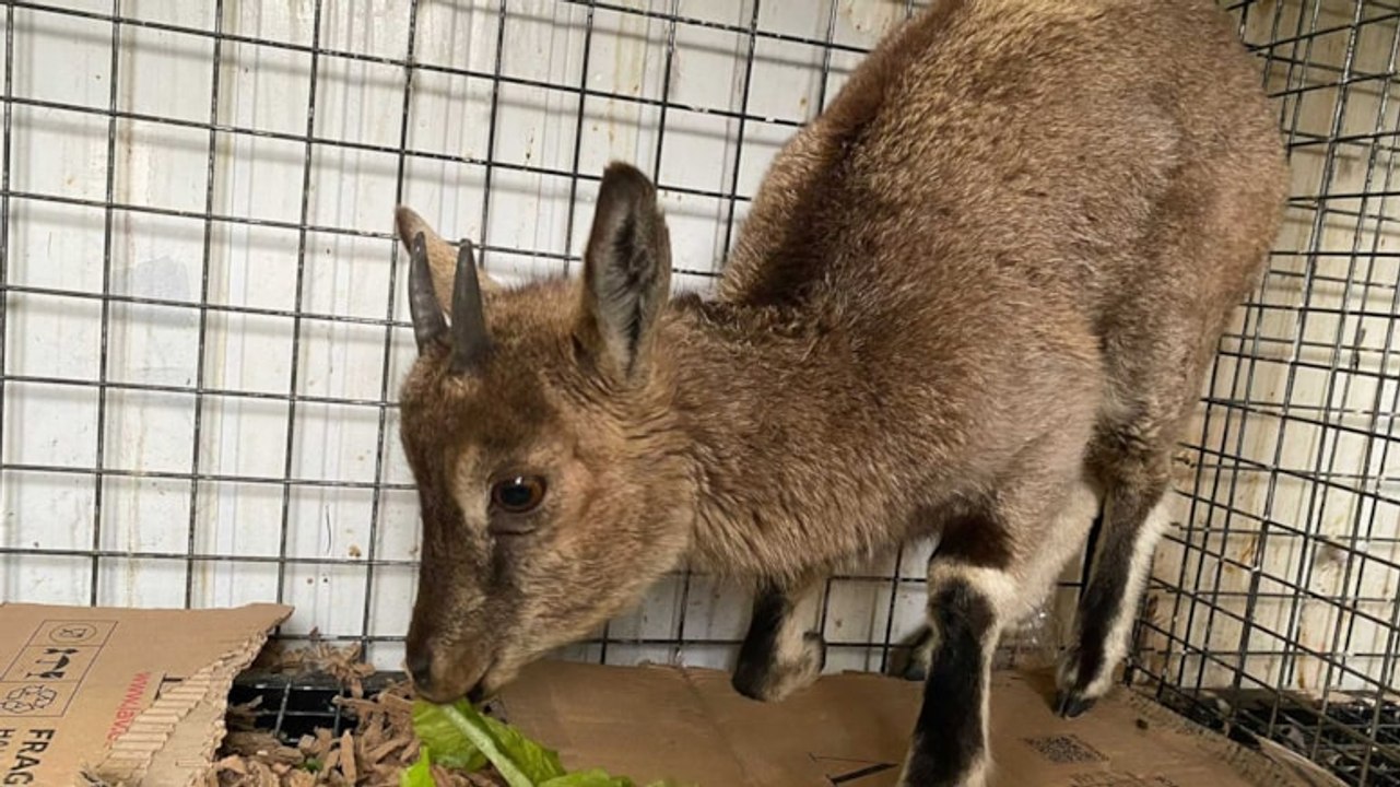 Yavru yaban keçisi emin ellerde