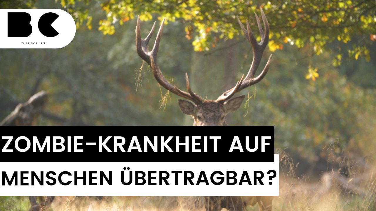 Jäger sterben nach Verzehr von Zombie-Hirschfleisch!
