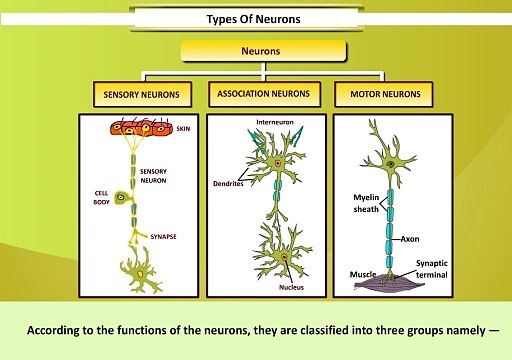 Types of Neurons