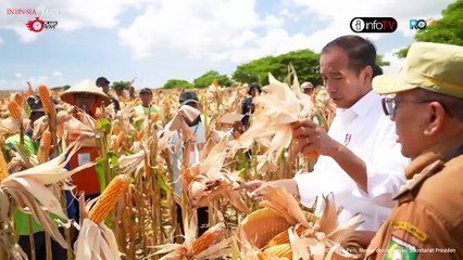 Presiden Jokowi Tinjau Panen di Sumbawa