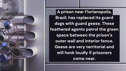 Fact About Brazil Guard Dog