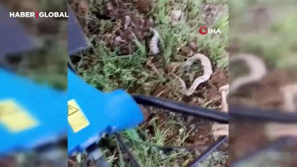 Elazığ'da çapa yapılan toprağın altından çıkan devasa yılan şoke etti!