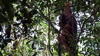 Ape seen treating wound using medicinal plant for first time