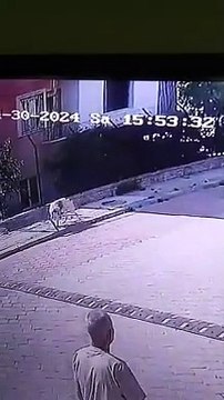 DENİZLİ'DE HAYVANSEVERLER AYAĞA KALKTI