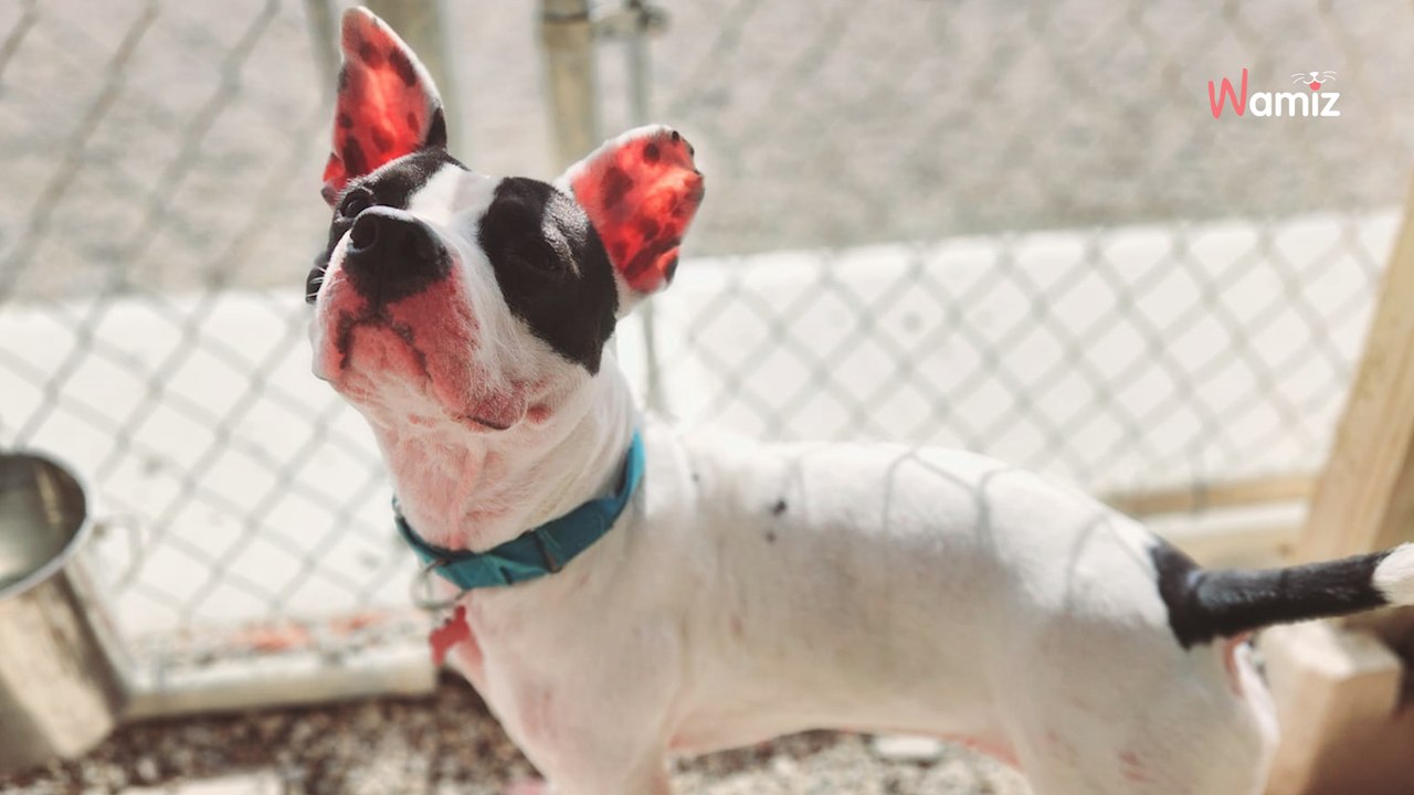 Dans son box de refuge, cette chienne change de personnalité au point qu'elle ne trouve pas d'adoptant