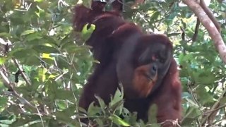 Orangutan filmed treating wound with pain-relieving plant in extraordinary footage