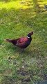 Flying visit from a pheasant