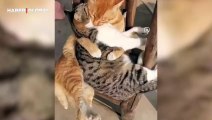 Arkadaşını asla bırakmayan kedinin görüntüleri viral oldu