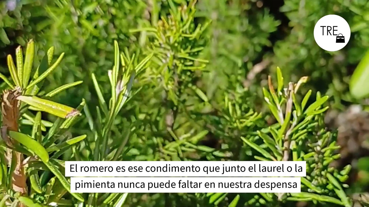 La clave de Harvard para mejorar la memoria: una planta que todos tenemos en la cocina