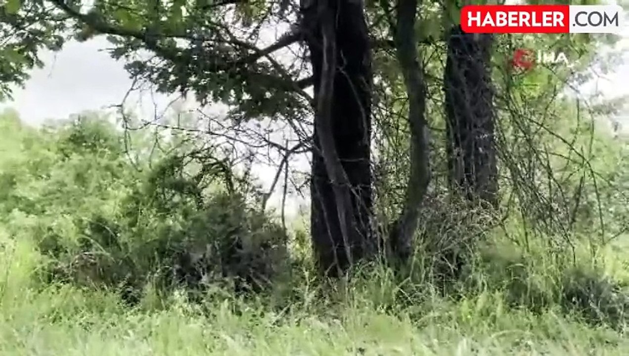 İşçiler ormanda insan kafatası ve kemik buldu