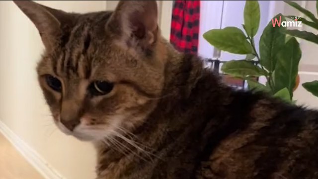 Le chat s'approche du géant sur le canapé : 157K personnes croient à une blague devant sa réaction (vidéo)