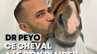 Docteur Peyo, le cheval qui a le don d’aider les malades