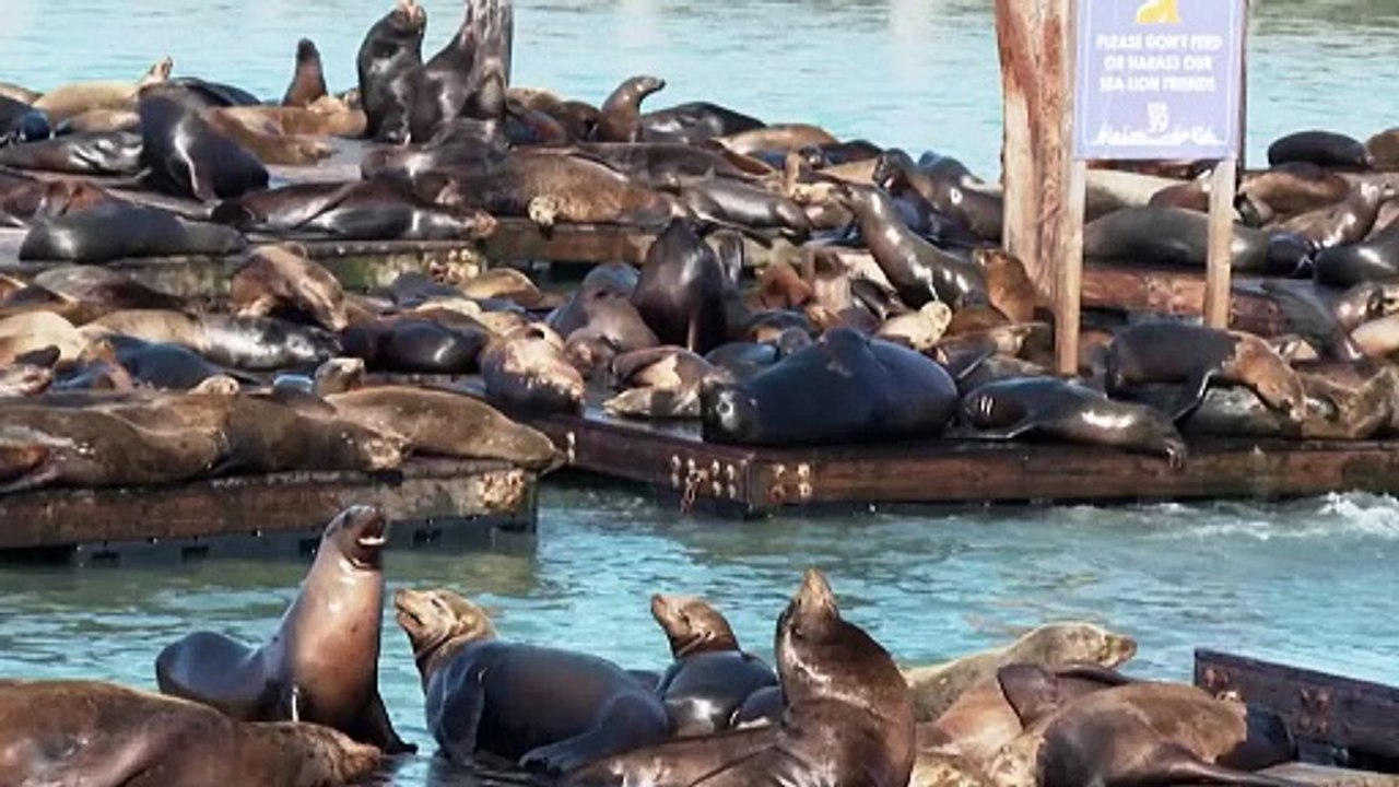 Sea Lions' Spectacular Return Brings Joy to San Francisco's Fisherman's Wharf