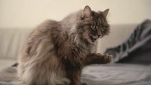 Fofura em Ação - Assista Este Gatinho Adorável se Lambendo!