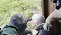 Il bacio della scienziata Jane Goodall allo scimpanzé del Bioparco di Roma