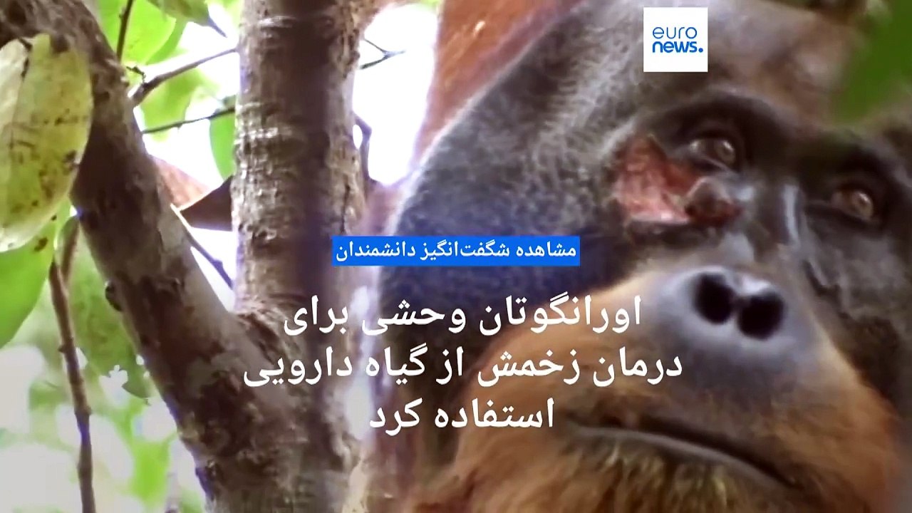 شگفتی دانشمندان از مشاهده یک اورانگوتان وحشی که برای درمان زخمش از گیاه دارویی استفاده کرد