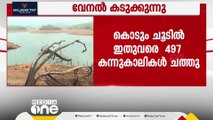 കൊടുംചൂടിൽ ചത്തത് 497 കന്നുകാലികൾ; കണക്ക് പുറത്തുവിട്ട് മൃഗസംരക്ഷണ വകുപ്പ്