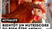 bien être animal