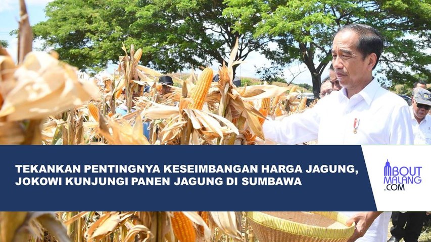 PRESIDEN JOKOWI TINJAU PANEN RAYA JAGUNG DI KABUPATEN SUMBAWA