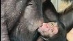 Ravenna, nato raro cucciolo di scimpanzè: l'arrivo di Tom al giardino zoologico