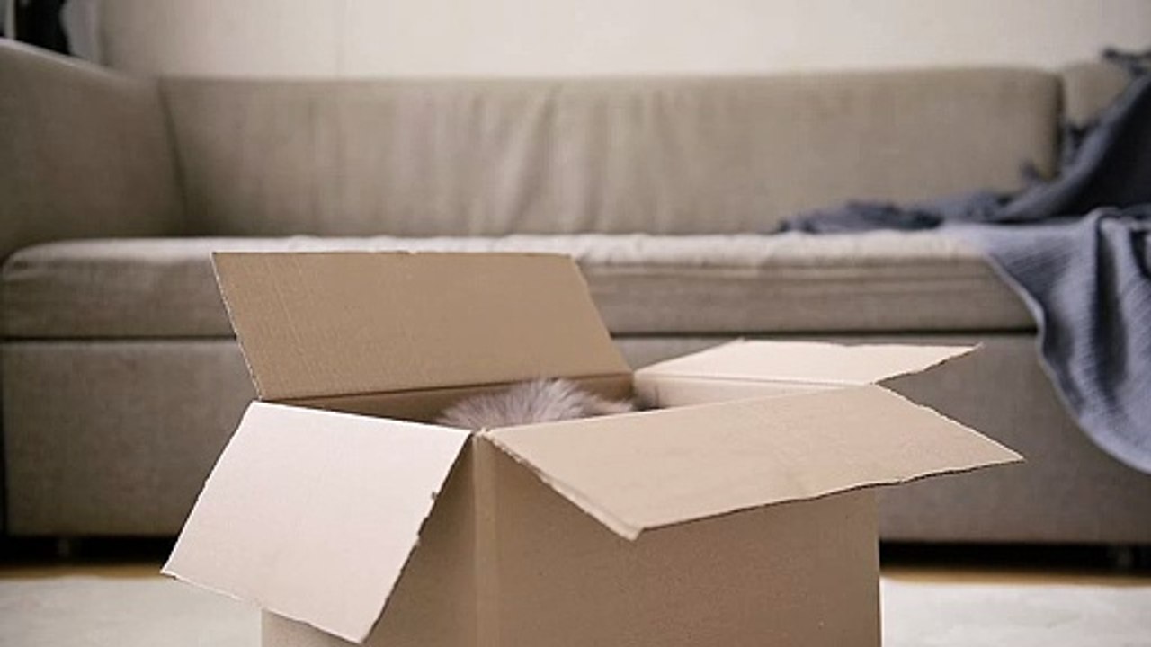 Gato Caixa - Risos e Travessuras com Este Felino Curioso!