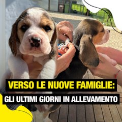 Ultimi Consigli di Federica Cibin Prima della Partenza dei Cuccioli 🐶