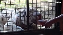 Filippine, la sofferenza degli animali dello zoo di Manila causata dall'ondata di caldo che ha colpito il Paese