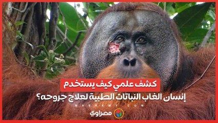 كشف علمي .. كيف يستخدم إنسان الغاب النباتات الطبية لعلاج جروحه؟