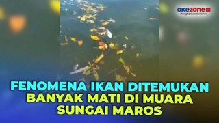 Air Sungai Marana di Maros Sulawesi Selatan Berubah Warna, Puluhan Ikan Ditemukan Mati Mendadak