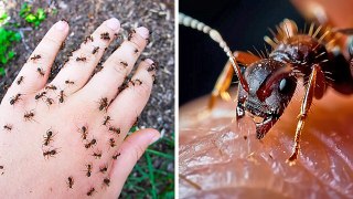 Les Insectes les Plus Effrayants du Monde — Mieux Vaut ne pas Vous y Frotter