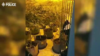 Officers raid £150,000 cannabis farm found inside Doncaster industrial unit