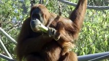 Exploring a New Jungle Gym with Mom! This Adorable Baby Orangutan Is Having So Much Fun