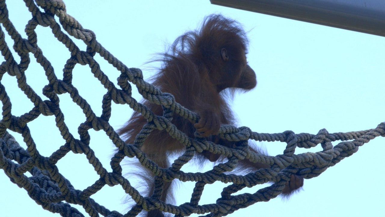 This Baby Orangutan Is Loving Every Second of Exploring a New Jungle Gym With Mom