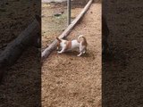 Dog Digs Hole in Backyard