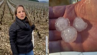 « On ne fera aucune récolte en 2024 » : à Chablis, toutes les vignes de Julie Fèvre ont été ravagées par la grêle
