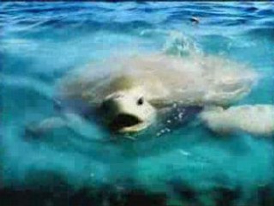 BIGJAY - Vakans Gwada