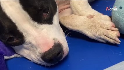 Dans son box de refuge, cette chienne change de personnalité au point qu'elle ne trouve pas d'adoptant