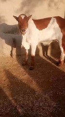 beautiful cows kid