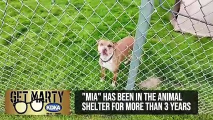 Get Marty: Animal shelter asks for help with dog that has been there for 3 years