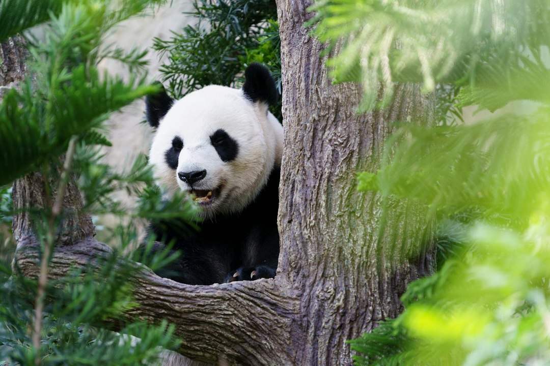 Qui veut un Panda Géant? (Exclusivité Dailymotion)