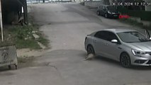 Yolda yatan köpeği ezdi, aracını kontrol edip yoluna devam etti