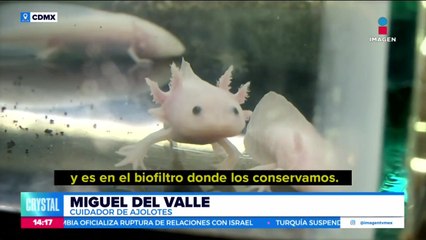 Miguel del Valle se dedica a cuidar a los ajolotes de Xochimilco