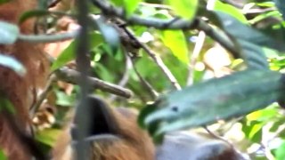 Orangután sorprende a científicos al prepararse ungüento para curarse herida